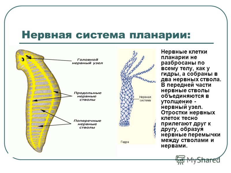 Значок кракена маркетплейса