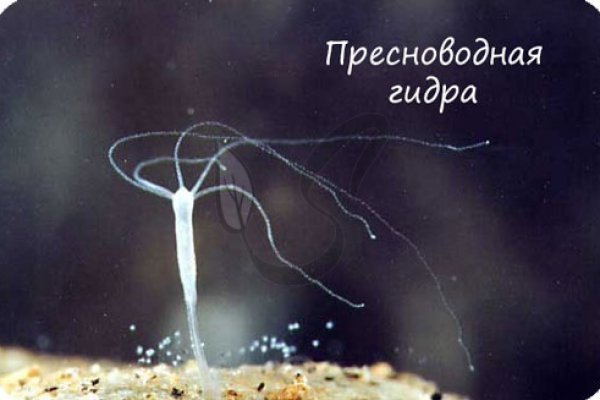 Kraken даркнет gigageek ru